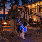 🐾✨ LED-oplyst hundesele og line-sæt